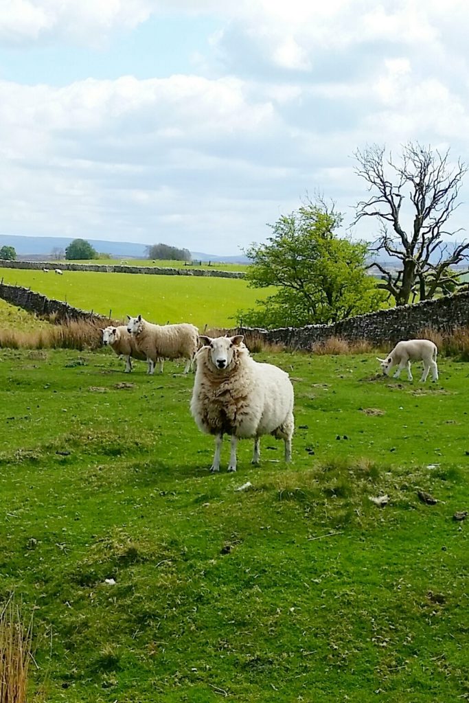 Sheep Grazing on Moors
