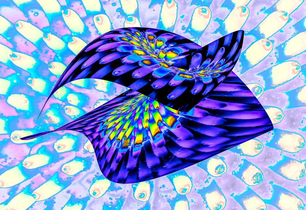 Doug Wolters - Flying Echinacea