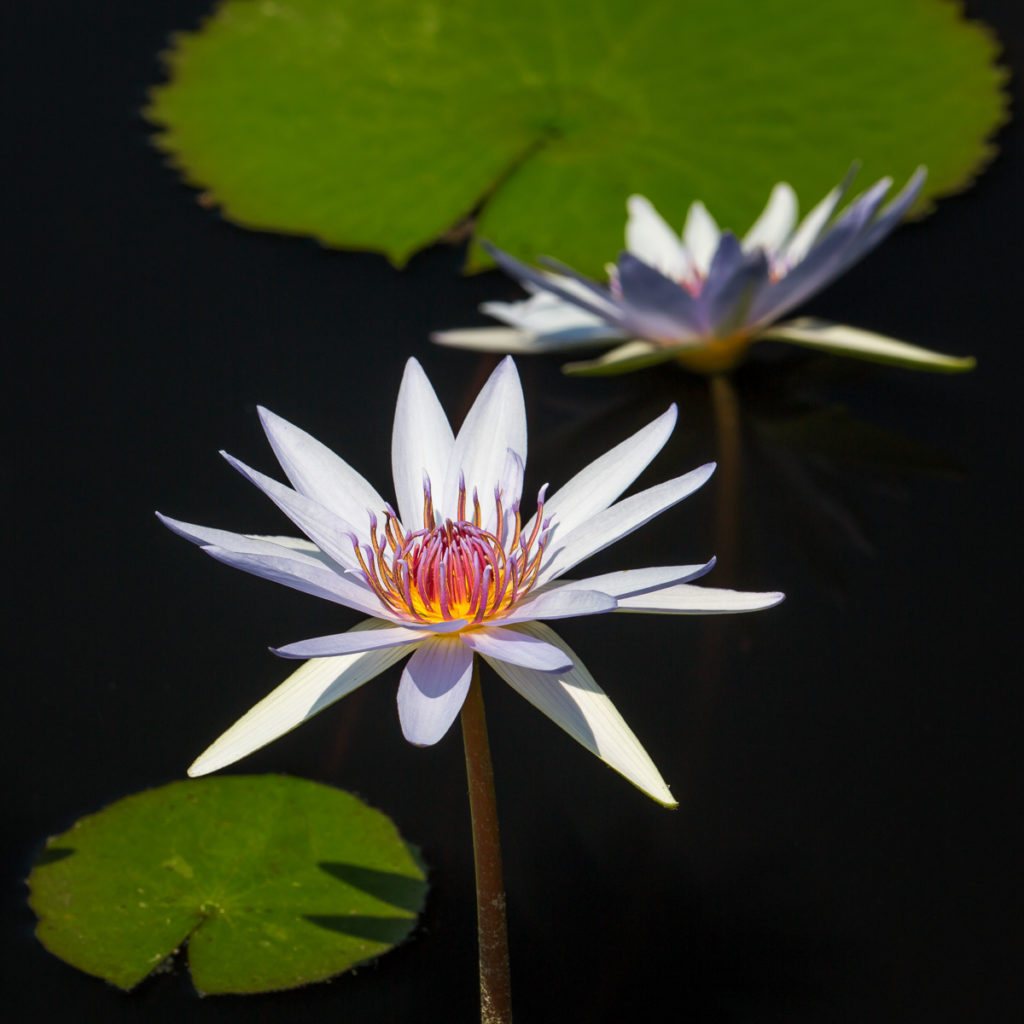 Water Lily - David Terao