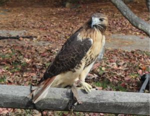 Phil Boyer - Eagle at Carrie Murray Nature Center