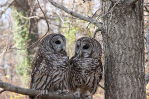 Phil Boyer - Owls at Carrie Murray Nature Center