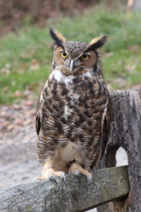 Phil Boyer - Owl at Carrie Murray Nature Center
