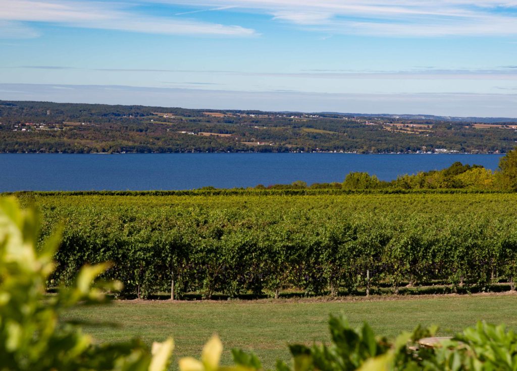 Vineyard on Seneca Lake