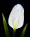 jim-turner-white-tulip