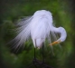 myphuong-nguyen-cleaning-my-feather