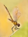 myphuong-nguyen-yellow-dragonfly