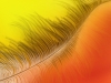 myphuongnguyen-yellow-feather
