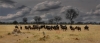 Jim Rogers, Wildebeests - Hwange National Park