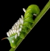 Advanced Projected ~ Honorable Mention ~ Nick Williams ~ Green Caterpillar