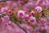 Novice Print ~ 3rd Place ~ Catherine Honigsberg ~ Cherry Blossoms