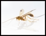 Advanced Print ~ Lyndon Marter ~ Wasp One