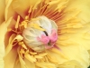 Novice Print ~ Catherine Honigsberg ~ Yellow Peony