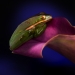 Advanced Projected ~ David Terao ~ Frog on a Calla Lily