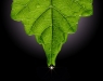 Advanced Projected ~ David Terao ~ Leaf Droplet