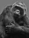 Advanced Projected ~ David Blass ~ Pensive Gorilla