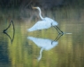 Advanced Print ~ David Terao ~ Great Egret Taking Off