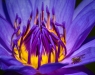 Advanced Print ~ David Terao ~ Hoverfly on a Water Lily