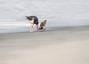 Advanced Projected ~ Michael Tran ~ Motherhood of Oystercatcher