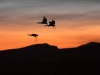 Advanced Print ~ David Terao ~ Sandhill Cranes Landing