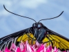 Advanced Print ~ David Terao ~ Golden Birdwing Butterfly