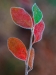 Novice Projected ~ Wendy Kates ~ Frosted Leaves