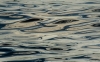Advanced Print ~ Kate Woodward ~ Waves on Long Lake
