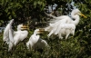 Novice Projected ~ Lisa Auerbach ~ Egret Family