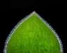 advanced-printdavid-teraofuzzy-leaf