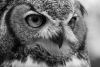 Novice~Lisa Auerbach~Barred Owl
