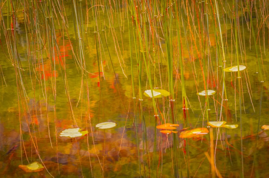 Advanced ~ Larry Gold ~ Fall Reeds