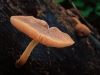 Advanced ~ David Terao ~ Mushroom