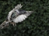 Advanced Print  ~ David Blass ~ Adult Starling in Flight