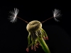 Advanced Print ~ David Terao ~ Dandelion Antennae