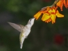 Novice ~ Elise Shurie ~ Ruby Throat Nectaring