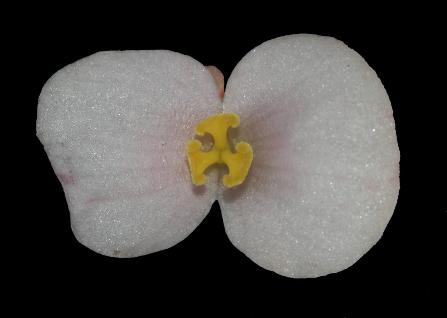 Novice ~ Mark Paster ~ Flower on Black