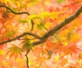 Advanced Projected ~ Wendy Kates ~ Autumn Leaves