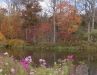 Novice Print ~ Lisa Auerbach ~ Brookside in Autumn