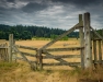 Advanced Print ~ Larry Gold ~ Orcas Island Meadow