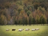 Novice Projected ~ Lisa Auerbach ~ Farm Sheep
