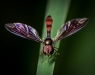 Advanced Print ~ Jim Turner ~ Syrphid Fly