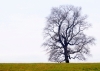 Novice Projected ~ Karen Finkelman ~ Belward Oak