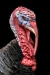 Novice Projected  ~  Karen Finkelman  ~  Handsome Turkey