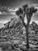 Advanced Projected ~ David Blass ~ Joshua Tree NP Scene