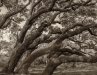 Novice Projected ~ Marc Auerbach ~ Big Tree