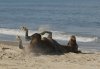 Novice Projected ~ Dennis Freeman ~ OBX Sand Bath