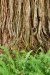 Novice Print ~ Karen Finkelman ~ Tree Tresses