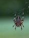 Novice Print ~ Lisa Auerbach ~ Spider Alert