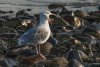 Novice Projected ~ Lisa Auerbach ~ Herring Gull
