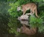 Advanced Projected ~ David Blass ~ Puma at the Pond