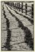 Advanced Print ~ Sherm Edwards ~ Monocacy Fence